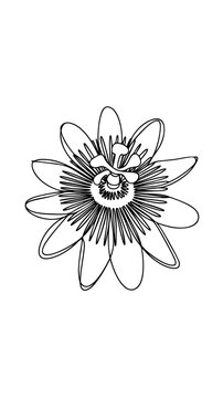 Minimalist continuous line art of an abstract passion flower, tropical botanical monoline vector. Monochrome black and white single stroke illustration for modern decoration.