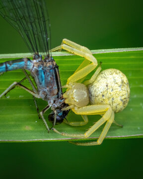 Crab spider iwth damselfly meal