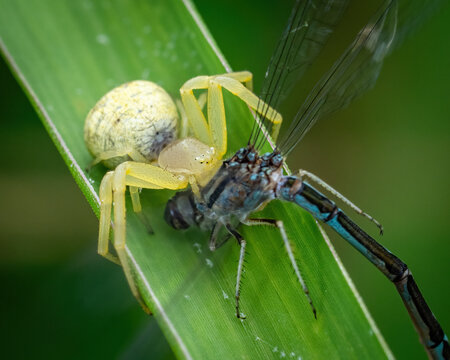 Crab spider iwth damselfly meal