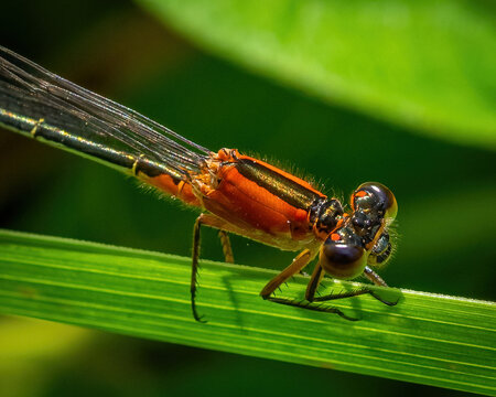 Red Damselfly
