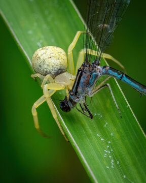 Crab spider iwth damselfly meal