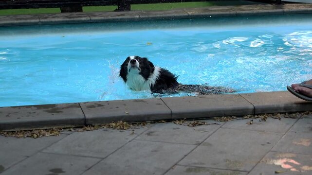 Border Collie swimming in a blue outdoor pool beside its handler, capturing active pet exercise, water training, and summer recreation.