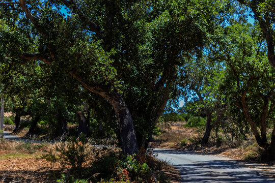 Beneath the cork oak canopy in albufeira