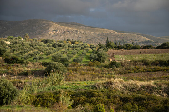 Sicilian countryside with citrus groves and olive trees on terraced hills. Val di Noto, Italy.