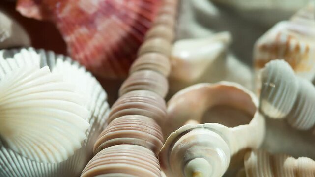 Souvenirs from a Holiday at Sea. The camera moves very slowly along a variety of sea shells lying on the sand
