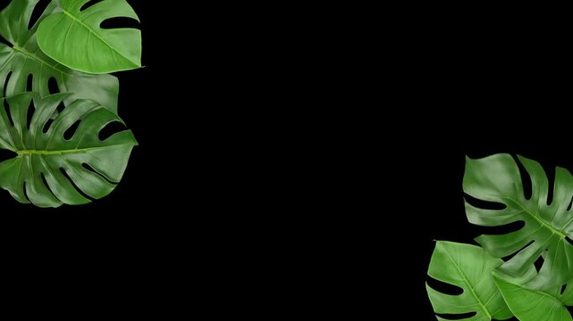 Monstera leaves frame animation on black background with copy space, Tropical green leaves frame, 4K animation.