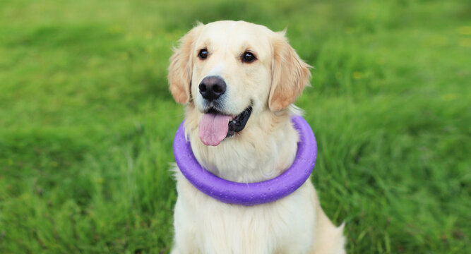 Active young Golden Retriever dog playing with rubber ring toy on grass in summer park