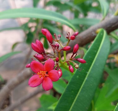 Beautiful scenery of vibrant single pink and red spicy jatropha integerrima or peregrina or spicy jatropha full bloom flowers and buds with green leaves plant in the outdoor garden area.