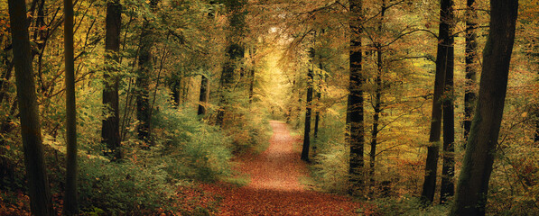 Fototapeta premium Panoramic tranquil autumn scenery with a path in a colorful beech forest with magical soft light and gentle glow 