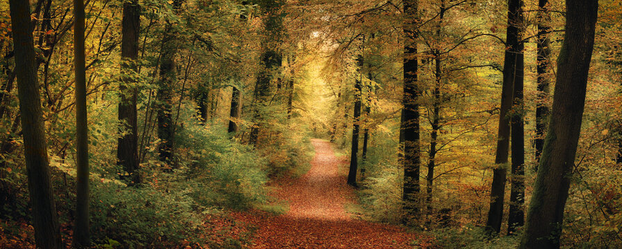 Panoramic tranquil autumn scenery with a path in a colorful beech forest with magical soft light and gentle glow 