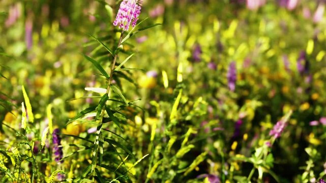 The scene shows various colorful flowers growing in a lush green field under bright sunlight. The flowers display different shades, creating a lively atmosphere in nature.
