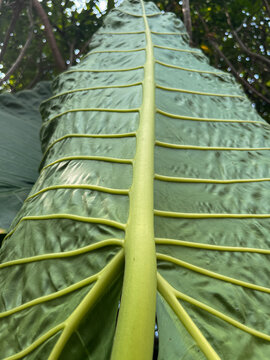 Giant Alocasia macrorrhizos leaf texture, close up of tropical taro leaf veins with natural green background