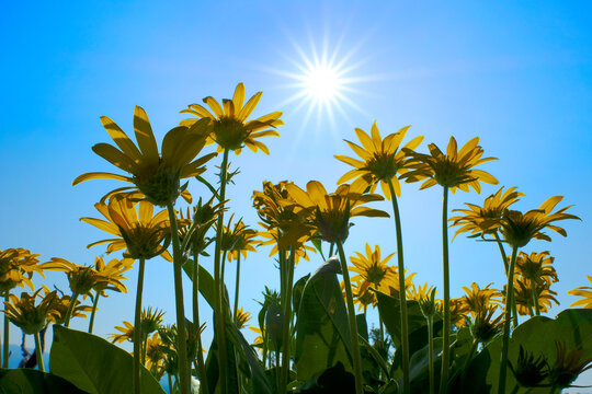 Yellow Wild Flowers Alpine with Blue Sky and Sun Sunshine Sunburst