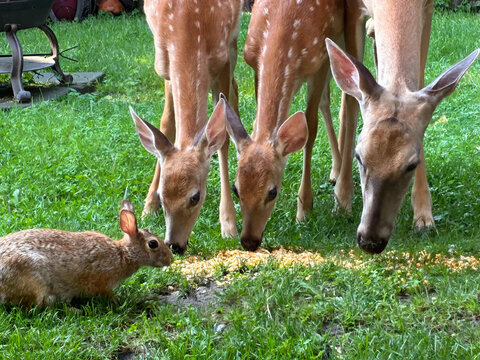 Deer, Fawn and Rabbit eating corn