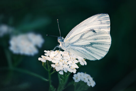 Beautiful white butterfly on bright flowers standing out against dark blurred background. 