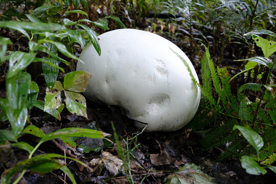 Vesse-de-loup g&eacute;ante, Calvatia gigantea, dans la for&ecirc;t