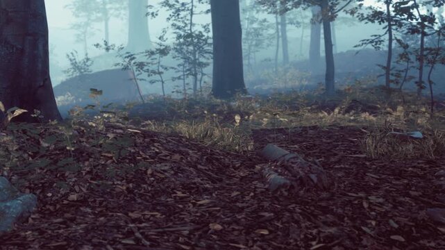 A person lies on the ground in a forest during early morning. The area is covered in leaves with fog affecting visibility. Trees surround the scene giving a sense of being deep in nature.