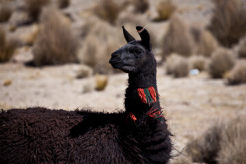 Portrait of domestic black llama with traditional colorful ear tassels in Andes  © younsse