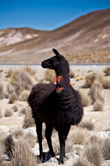 Full body portrait of black domestic llama in Andes desert landscape Bolivia  © younsse