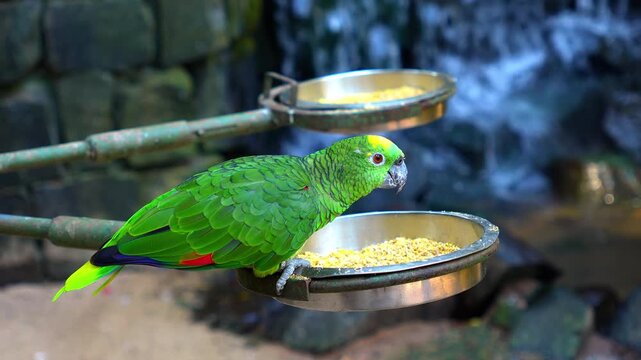 Green parrot eating seeds from a metal bowl in a bird park in Brazil