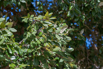 Evergreen leaves and branches of a cork oak, Quercus suber, growing in Mediterranean woodland of Los Alcornocales Natural Park, Cadiz, Andalusia, Spain. © ihervas
