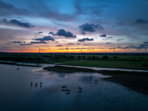 Pere David's deer herd across a Yancheng wetland