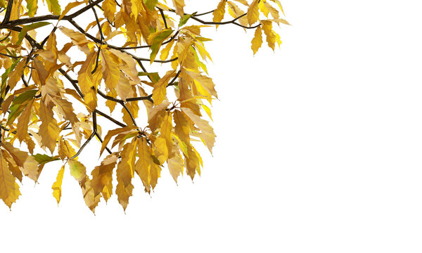 Yellow autumn tree leaves and branches isolated on transparent background
