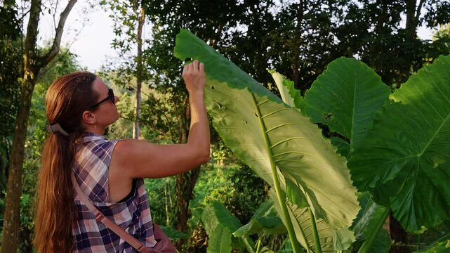 Woman Examining Giant Elephant Ear Leaves With Bare Hands, in a Lush Tropical Garden, Showing Outdoor Lifestyle and Nature Exploration