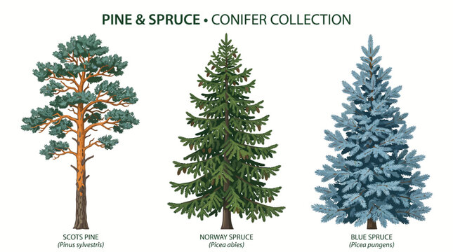 Very beautiful black and white vector collection of tall Scots Pine, Norway Spruce, and Blue Spruce trees with distinctive evergreen forms, PINE & SPRUCE &bull; CONIFER COLLECTION, isolated on white backgr