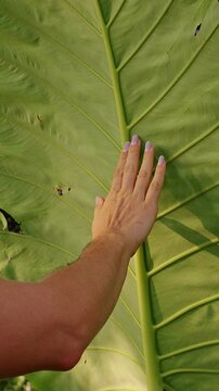 Hand Touches a Giant Elephant Ear Leaf in a Lush Garden, Showing Tropical Foliage Texture and Natural Growth Vertical video.