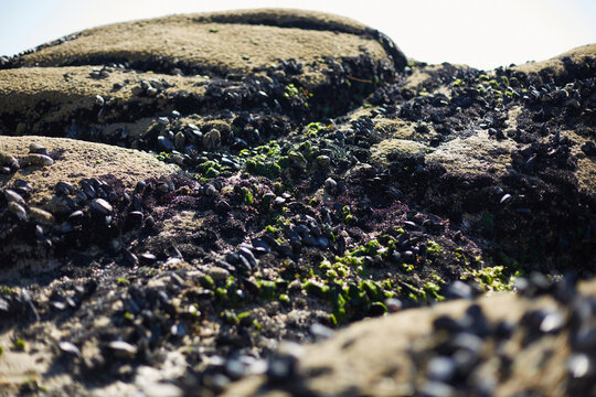 Low angle detailed view of wild mussels and barnacles on coastal rocks in Galicia, Spain