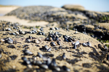 Macro detail of small wild mussels on sandy rock surface in Galicia, Spain © Laura