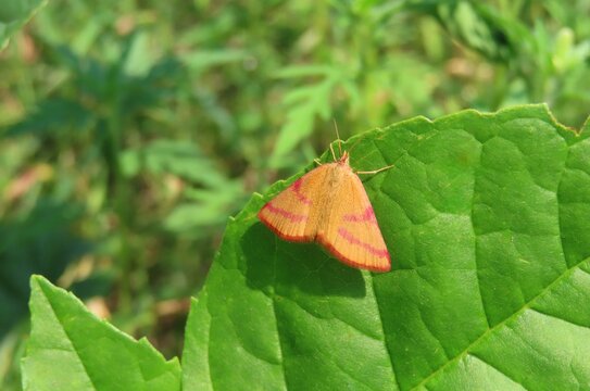 Lythria cruentaria butterfly on leaves in the garden