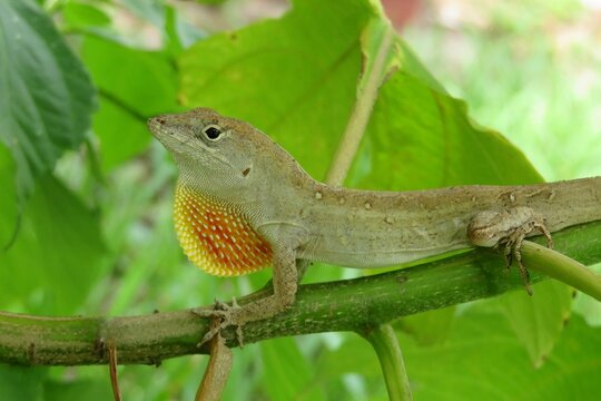 Anole lizard on a branch in Florida nature, closeup