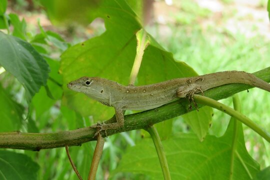 Anole lizard on plant in Florida wild, closeup