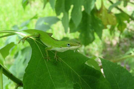 Green Anole lizard on plant in Florida wild, closeup
