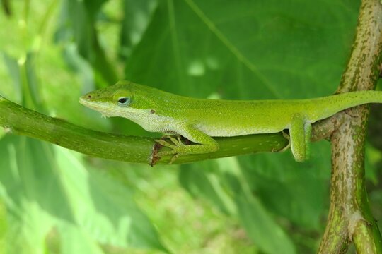 Anole lizard on plant in Florida wild, closeup