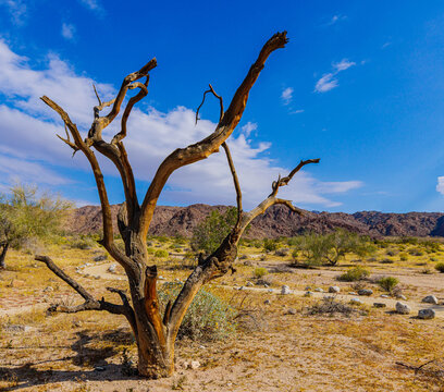 Dead Tree in The Colorado Desert With The Eagle Mountains in The Distance, Bajada Loop Nature Trail, Joshua Tree National Park, California, USA