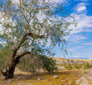 Desert Ironwood Tree Growing in The Dry Wash and Eroded Walls of Box Canyon, Box Canyon Scenic Road, Chuckwalla National Monument, California, USA