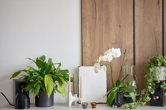 Indoor plants, white orchid, candles and decorative objects arranged on cabinet with speakers