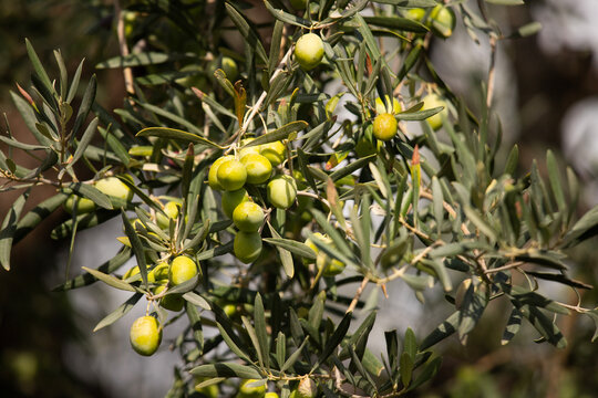 Close-up of ripening olives on a branch with green and dark purple fruits in Val di Noto, Sicily, Italy.