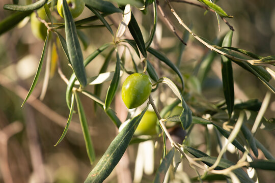 Close-up of ripening olives on a branch with green and dark purple fruits in Val di Noto, Sicily, Italy.