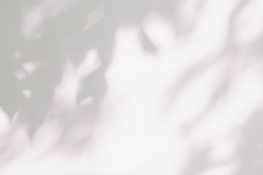 Leaf shadow and light grey background. Nature tropical leaves plant tree branch shade sunshine on wall. Sunlight on white wall texture for background wallpaper, shadows overlay effect foliage mockup