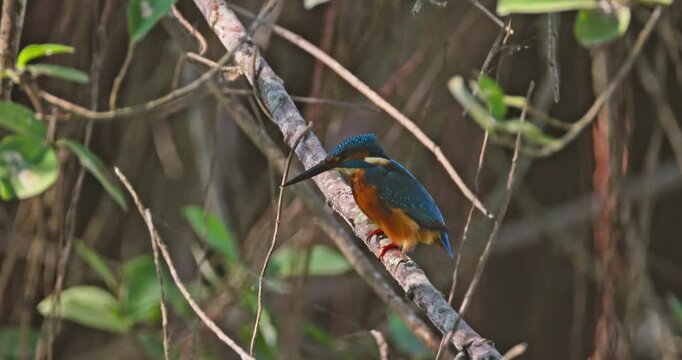 Common Kingfisher Alcedo atthis perching on thin branch in dense forest environment, natural wildlife behavior, riverbank habitat, documentary , slow motion.