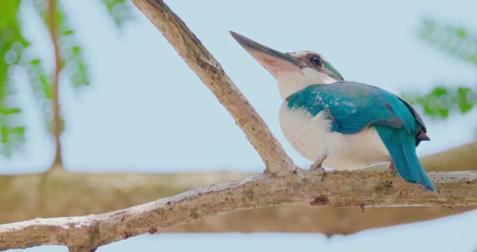 Collared kingfisher perching on branch. Todiramphus chloris in tropical habitat. Natural wildlife behavior for documentary use, slow motion.