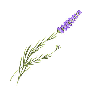 Elegant purple lavender bouquet on white, vector illustration