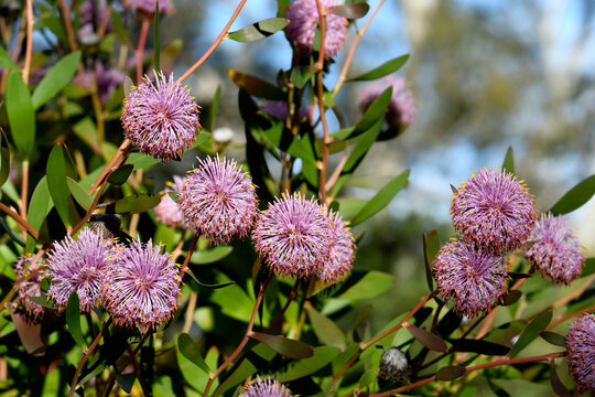 Flowers of the hardy, drought tolerant Australian native purple coneflower, Isopogon cuneatus, family Proteaceae. Shrub endemic to heath, shrubland and woodland near Albany in southwest WA