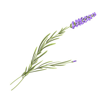 Elegant purple lavender bouquet on white, vector illustration