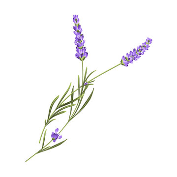 Hand drawn lavender bush vector illustration isolated