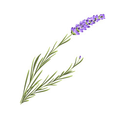 Fototapeta premium Elegant purple lavender bouquet on white, vector illustration